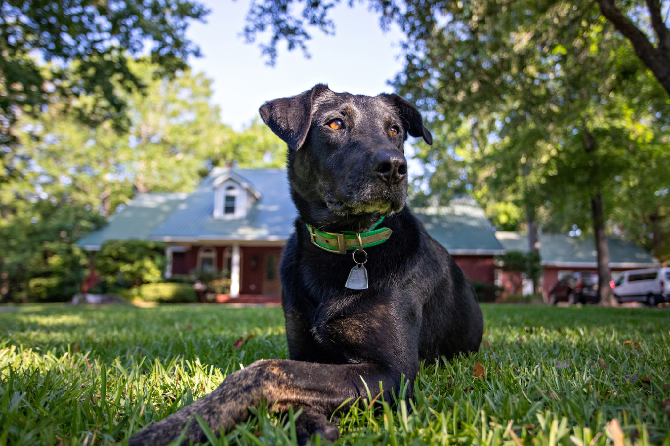 ELVIS, OUR RESIDENT K9 COMPANION